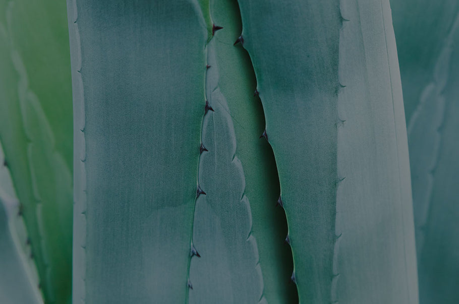 blue agave plant 