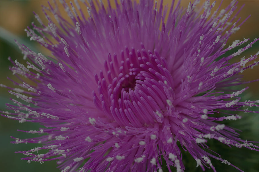 Close-up of a Milk Thistle Flower with a blurred green background